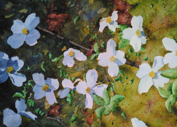 dogwood by sherman barnes