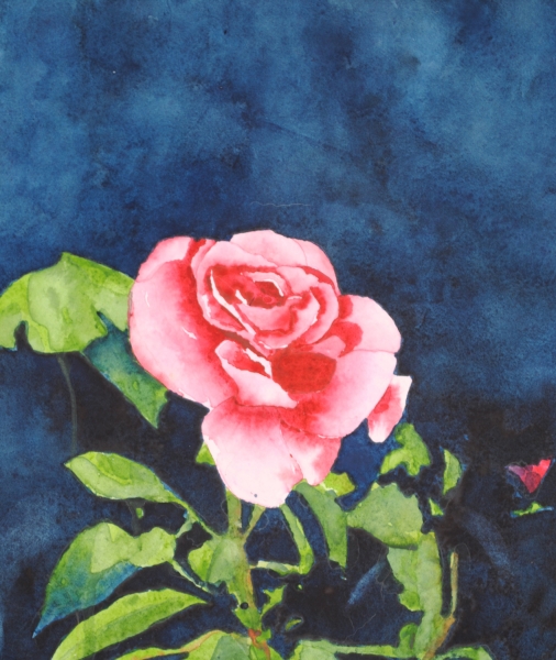 rose by sherman barnes